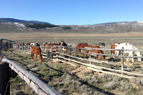 Horses Gathered for Trimming