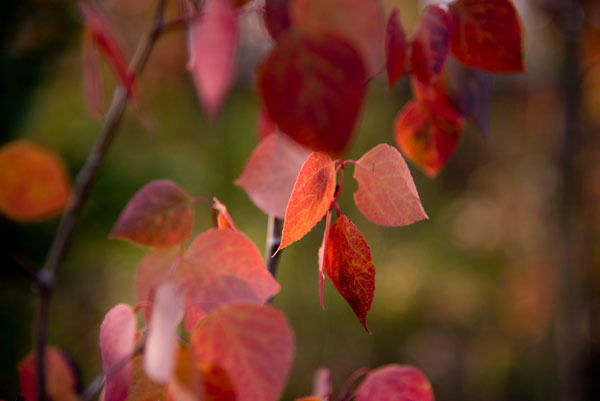 Fall Aspen Leaves