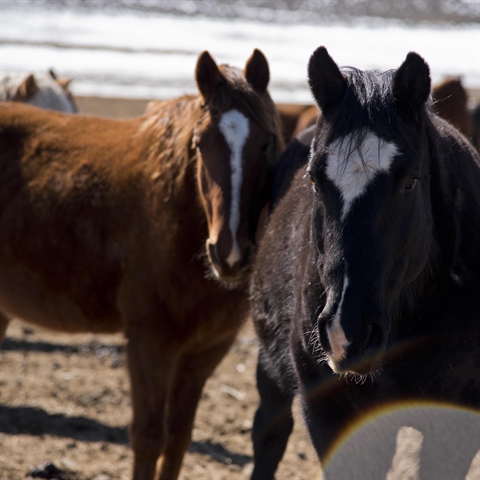 Hairy Horses: an Update from the Latigo Herd